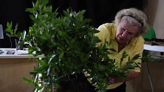 Buttonwood Bonsai Demo by Mary Madison at The Bonsai Supply