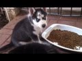 Puppy Husky feeding time - 8 weeks old Puppy Husky feeding time - 8 weeks old