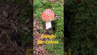 funghi meravigliosi ma pericolosi