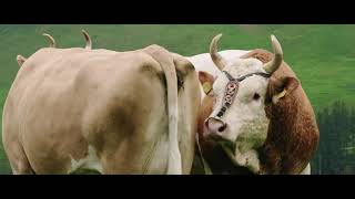 Rassenpromotionsvideo Simmental (DE)