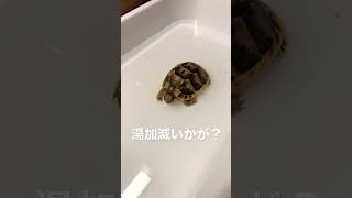 温浴するリク #リクガメ #ギリシャリクガメ #リクガメ飼育 #赤ちゃん亀 #ギリシャリクガメ飼育