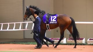 ステルヴィオ、2019年大阪杯のパドック。現地映像、阪神競馬場