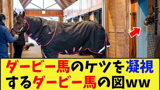 【競馬】ダービー馬のケツを凝視するダービー馬の図wwwに対する反応集【競馬の反応集】