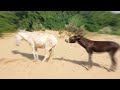 fighting donkey | beautiful donkey | excited donkey #donkey