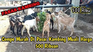 Cempe murah di pasar kambing mulai harga 500 ribuan sudah ada, harga kambing lagi turun