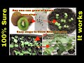 How to grow kiwi plants  at home,  7  months review in 7 minutes