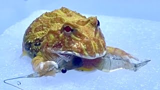 赤ちゃんツノガエルが大きめのエビに挑戦【ツノガエル】【HornedFrog】