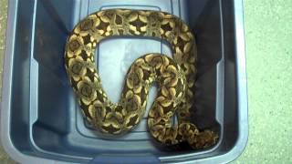 Dumeril's boas (a few questions answered)