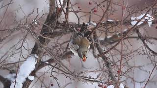 ♪鳥くん野鳥動画（北海道●）ノハラツグミナナカマドの実を食べるところ2020 3 26Z3A9928