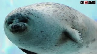 大阪・海遊館に、アザラシが天井からのぞく水槽