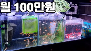 용돈 100만원 벌수있게해준 물고기 4종