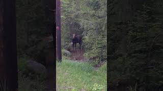 Terry talks to a curious moose along Lily Bay Road, Greenville Maine summer 2018