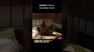 家の裏でお腹を空かせて鳴いてた子猫の初めての朝ごはんが可愛すぎた #保護猫 #元野良猫