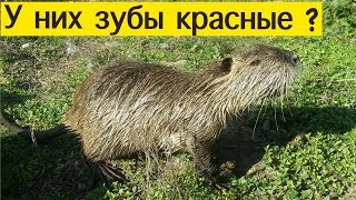 НУТРИИ | КТО ЭТО ? | НА КОГО ПОХОЖИ И КУСАЮТСЯ ЛИ ОНИ ?