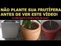 Melhor vaso para plantar # frutiferas em vaso