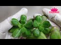 211031 다육스케치 l 커피컵 다육이 l 재활용 화분 l 다육이 키우기 l succulent plants l 다육식물 l 반려식물 l 초보다육 l 걸이대 다육이