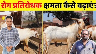 बकरियों की रोग प्रति रोधक क्षमता कैसे बढ़ाएं || How to increase immunity of goat's|| Harish yadav