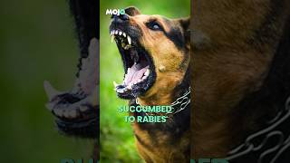 Ghaziabad Tragedy | Teen Conceals Dog Bite, Succumbs to Rabies a Month Later #viral #shorts
