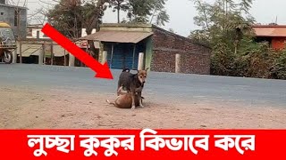 লুচ্ছা কুকুর কিভাবে করে দেখুন Dog Animal Dogs Animals Bangladesh Ali Hossain Films