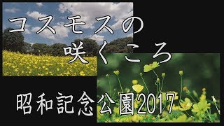 【2017 Autumn】コスモスの咲くころ　昭和記念公園2017