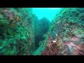 2 aug 2015 伊豆海洋公園 コブダイ幼魚 gopro hero4 4k