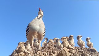 chakor partridge chicks | birds baby | chakor ki bacchy