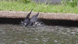 ハシボソガラス(Carrion crow)　烏の行水です。(quick bath)