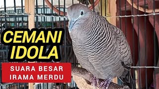 Perkutut Cemani Gacor Idola Kung Mania, Suara Besar irama merdu