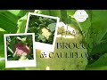 Let's Harvest Broccoli & Cauliflower together shall we