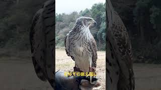 ブラゴス初めての据え回し。#blacksparrow #birds #goshawk #hawk #鷹 #オオタカ