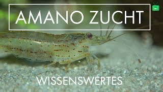 WISSENSWERTES ÜBER DIE AMANO ZUCHT | Amanogarnelen Zucht | #GarnelenTv