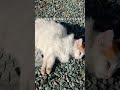 野良猫 地域猫 見守り中 内緒のしっぽ