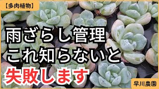 【多肉植物】雨ざらし管理 これ知らないと失敗します。鉢と土