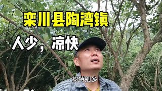 自驾洛阳栾川县，在陶湾镇发现这里人少凉快，是个避暑的好地方！