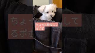 【4ヶ月子犬動画】3回目の混合ワクチン接種に緊張　#マルチーズ　#子犬　#4ヶ月　#予防接種　#病院　#ドキドキ　#緊張　#頑張った　#幼犬　#ポポ　#子犬の成長記録