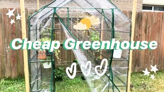 Houseplants in Cheap Outdoor Greenhouse | Set up + What's Inside!