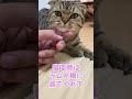 【しっかりシフト制のニャルソック】猫　警備when i wake up the cats have changed places