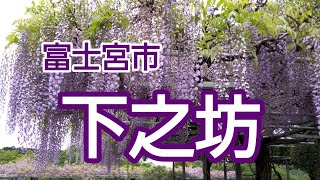 【元気大好き】静岡県屈指の藤の名所と知られる下之坊に行ってきました。甘い香りにうっとり