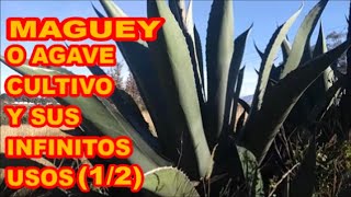 MAGUEY O AGAVE (PARTE 1/2), LA SUCULENTA MÁS ÚTIL. CULTIVO🌵🌵🌵Y PLAYERAS TERREGAL