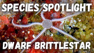 Species Spotlight - Dwarf Brittlestar (Amphipholis squamata)