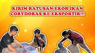 PANEN RATUSAN EKOR IKAN CORYDORAS DAN LANGSUNG KIRIM KE EKSPORTIR!!!