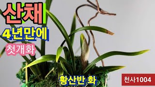 #2월 27일#생강근4년 배양 황산반 #첫개화 #주금화판매 #오늘밤8시 만나요