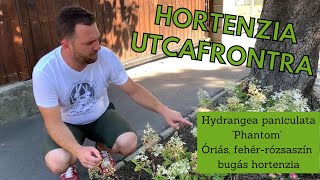 Hortenzia utcafrontra | Hydrangea paniculata 'Phantom' – Óriás, fehér-rózsaszín bugás hortenzia