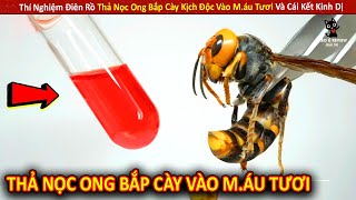 Thí Nghiệm Điên Rồ Thả Nọc Ong Bắp Cày Kịch Độc Vào M.áu Tươi Và Cái Kết Kinh Dị