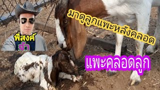 แพะหลังคลอด/มาดูแพะออกลูก/พี่สงค์จ้า...อีสานบ้านเอง(80)