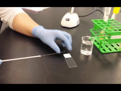 Why is it important to use a small amount of bacteria when preparing a smear?