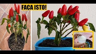 COMO SALVAR MUDA DE PIMENTA E FAZER SUPER PRODUÇÃO - MUITO FÁCIL