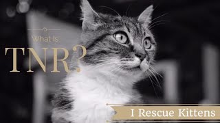 What is TNR?