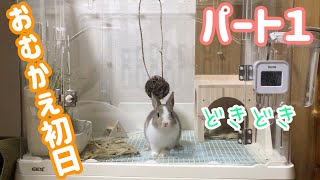 【うさぎ】赤ちゃんウサギをお迎えしました（その１） I got a baby bunny at home (Pt.1)  [#4]