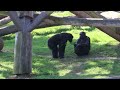 chimpanzee sounds common chimpanzee pan troglodytes making chimp noises